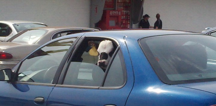 truckers view of women in cars