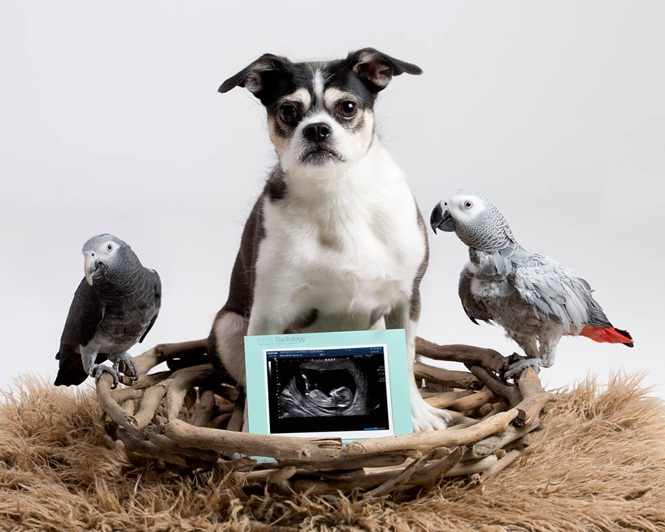 funny bird picture, pregnancy announcement