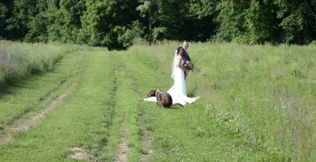 the wedding gift